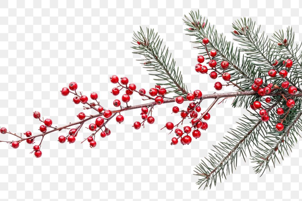 PNG  Christmas branch plant tree white background.