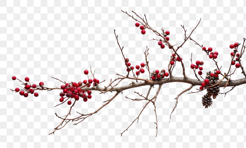 PNG  Christmas branch nature cherry plant.