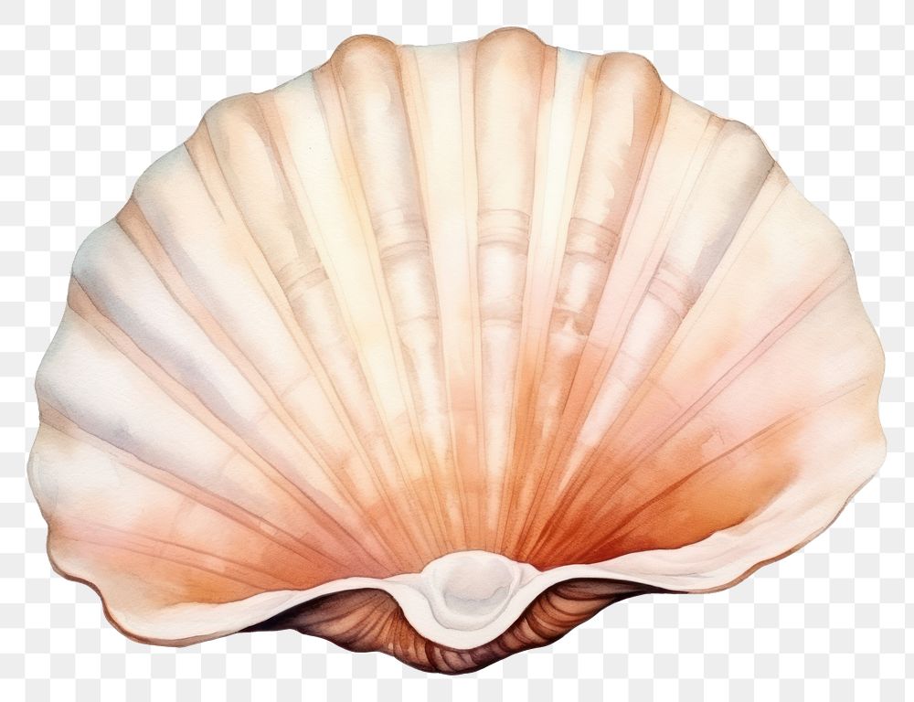 PNG Sea shell seashell nature clam.