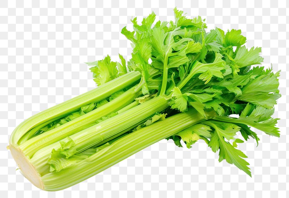 PNG  Fresh celery plant herbs food.