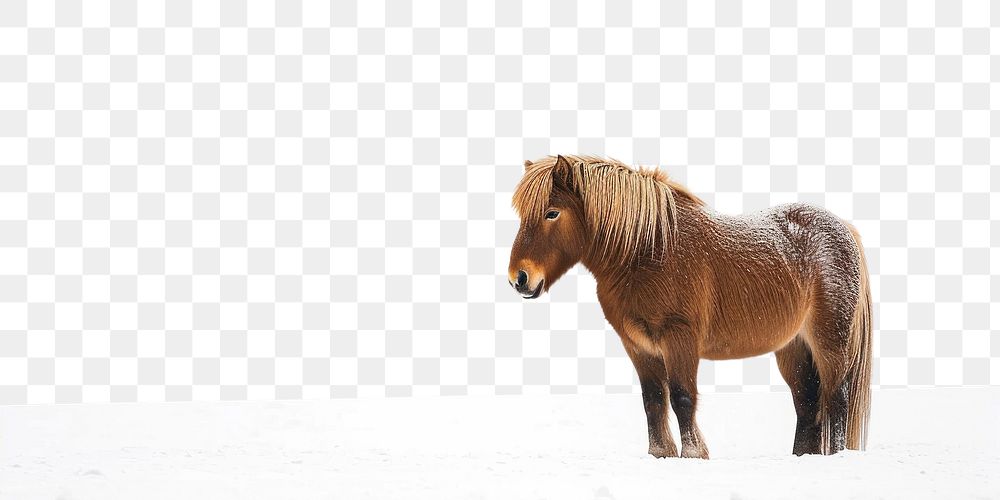 PNG  Icelandic horse outdoors standing animal.