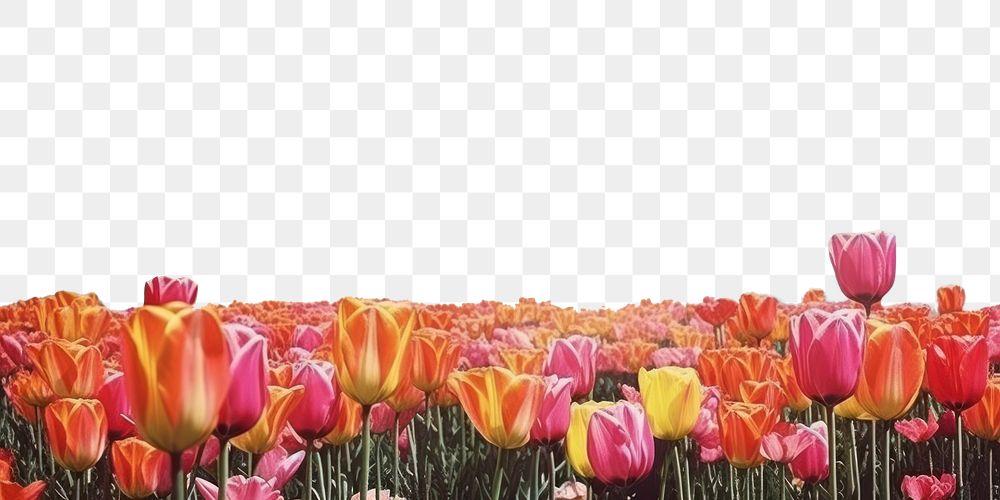 PNG  Collage Retro dreamy of tulip field astronomy outdoors flower.
