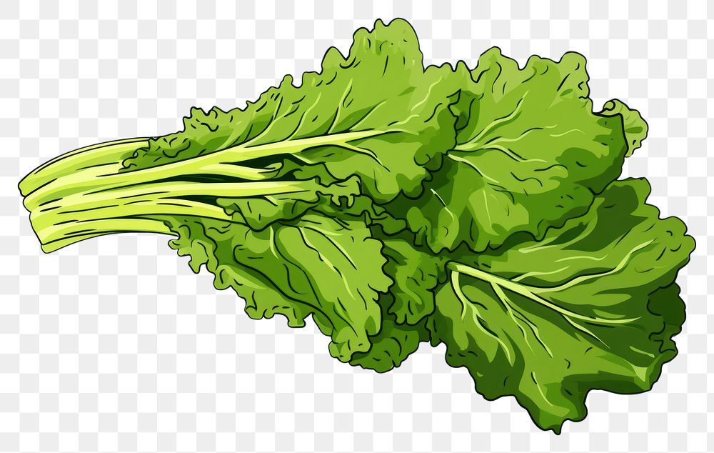 PNG  Mustard greens vegetable lettuce plant.
