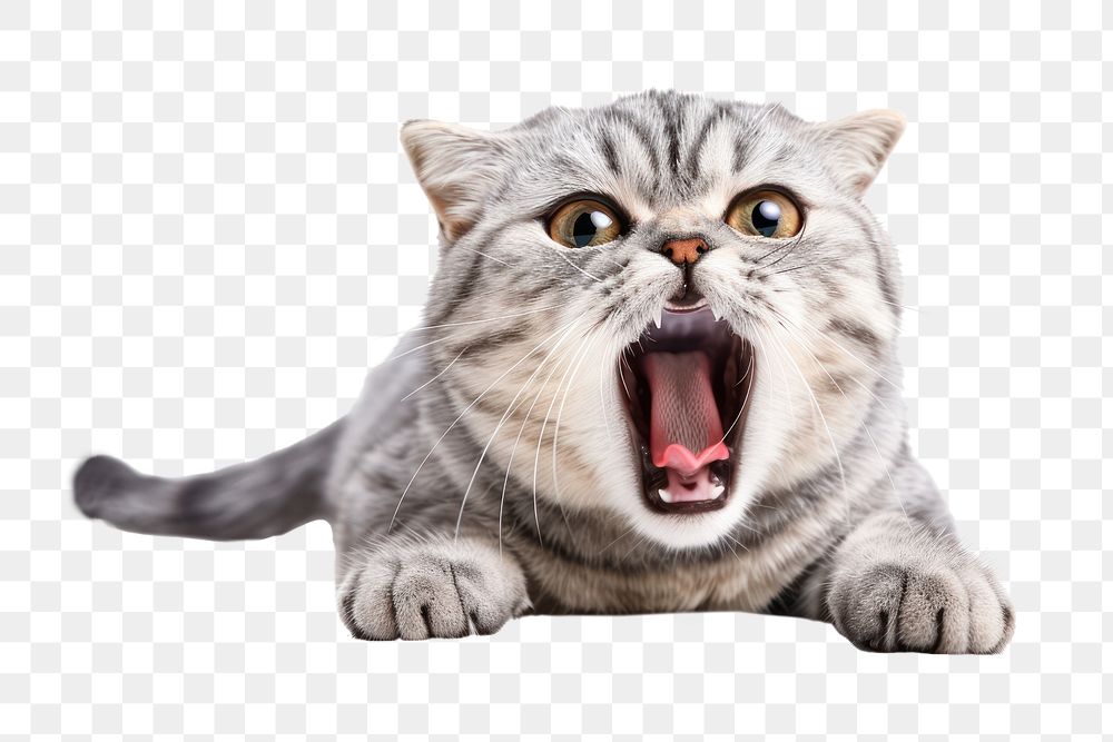 PNG  Cat act like shocking mammal animal pet.