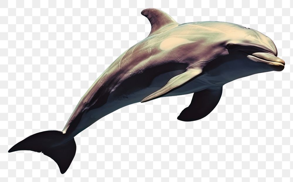 PNG  Dolphin animal mammal space. AI generated Image by rawpixel.