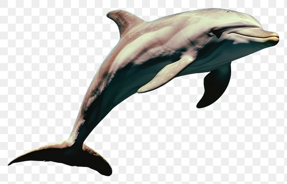 PNG  Dolphin animal mammal space. AI generated Image by rawpixel.