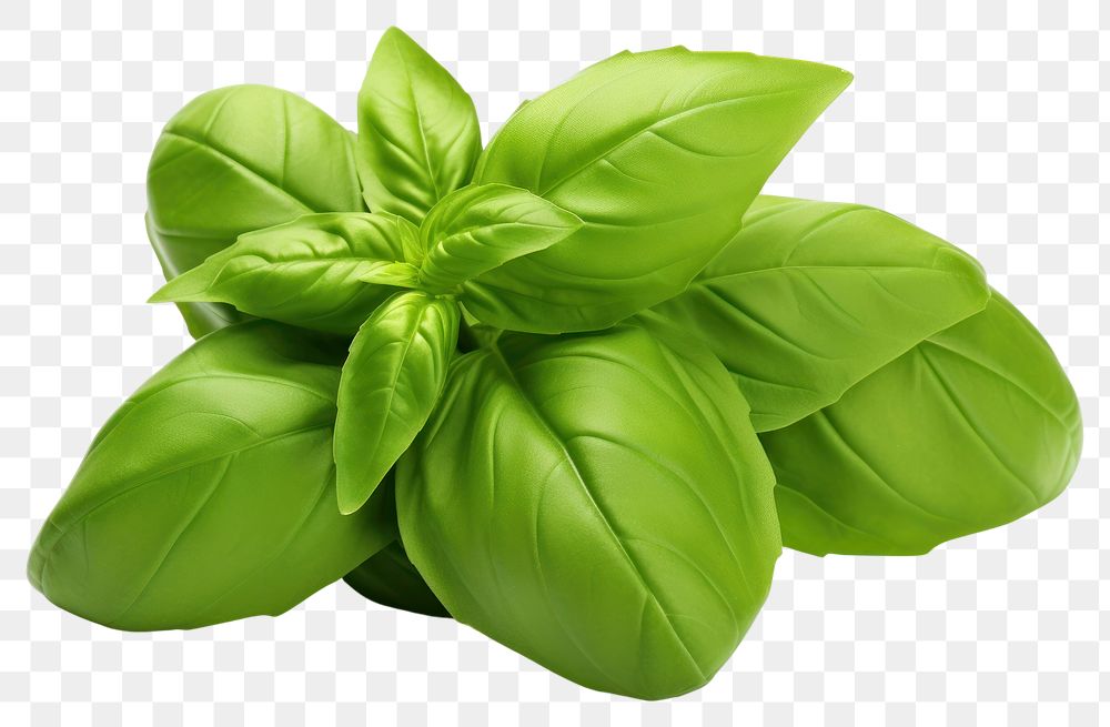 PNG Fresh green organic basil a leaf vegetable plant herbs. AI generated Image by rawpixel.