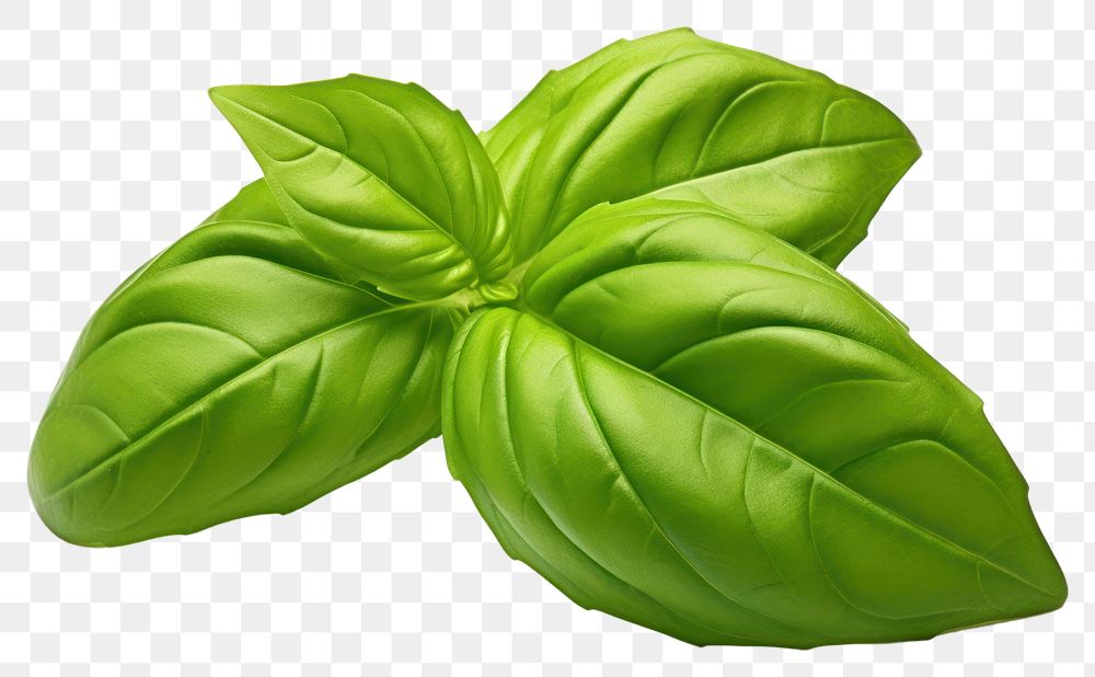 PNG Fresh green organic basil a leaf plant herbs white background. AI generated Image by rawpixel.