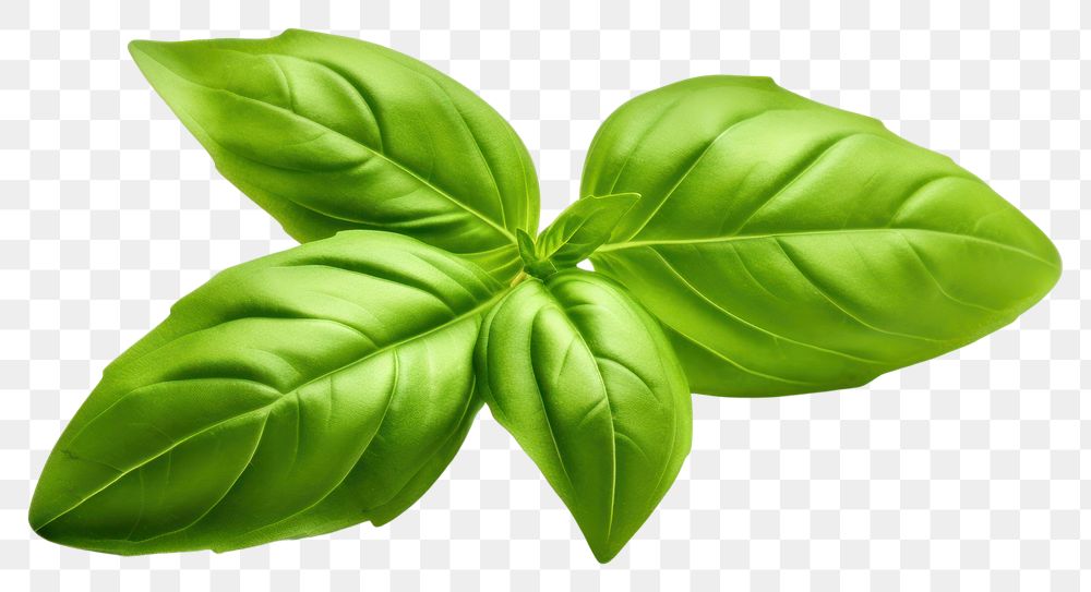PNG Fresh green organic basil a 1 leaf plant herbs white background. AI generated Image by rawpixel.