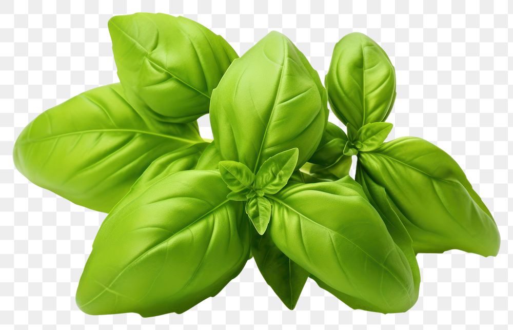 PNG Fresh green organic basil leaves vegetable plant herbs. AI generated Image by rawpixel.