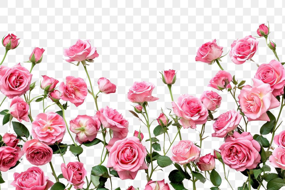 PNG Many pink roses flower petal plant.
