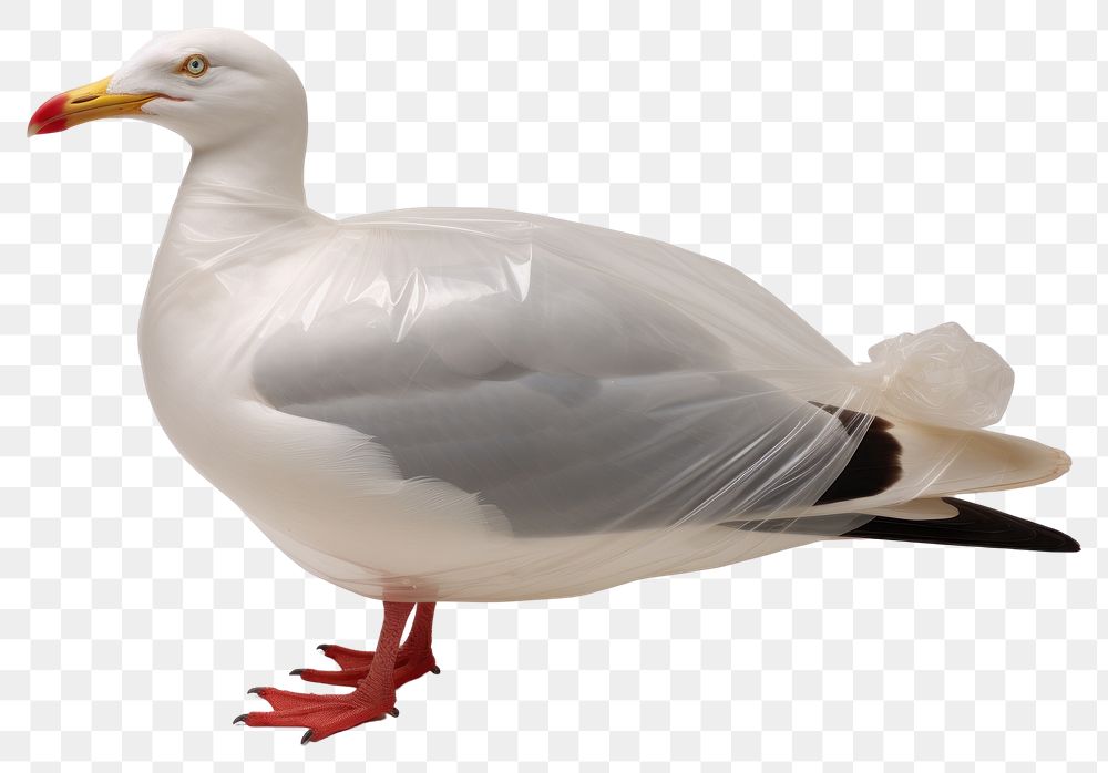 PNG  Plastic wrapping over a seagull animal goose white.