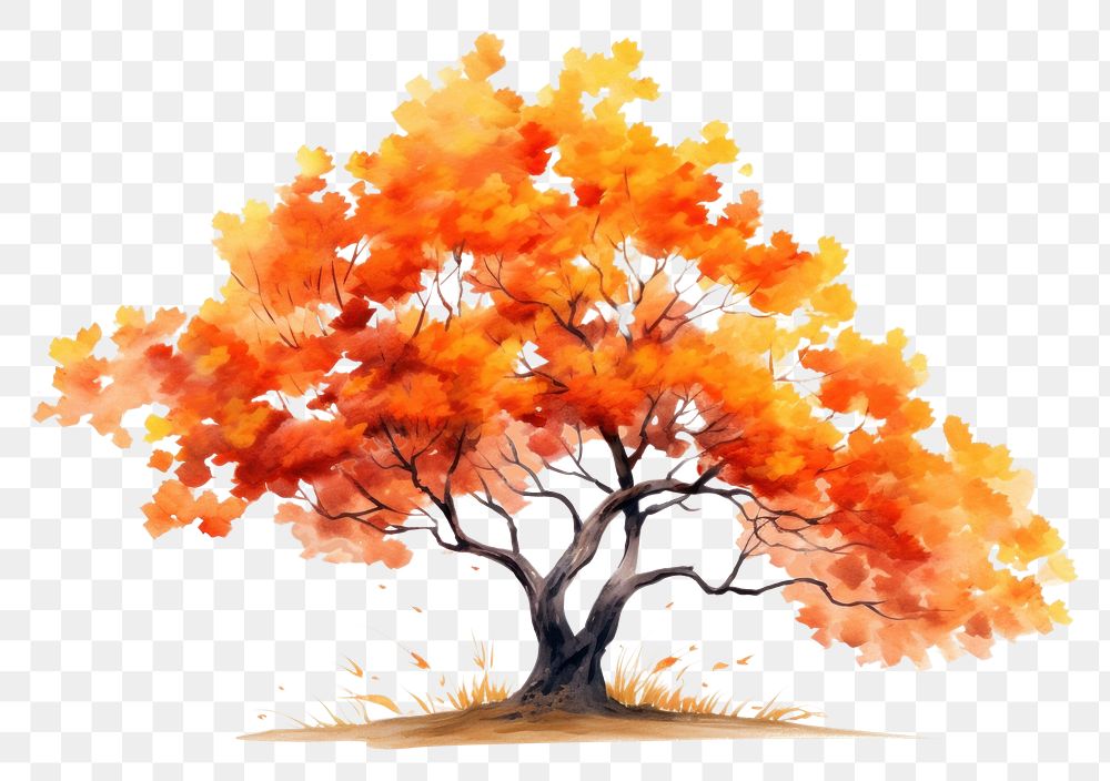 PNG Autumn tree plant maple white background. AI generated Image by rawpixel.