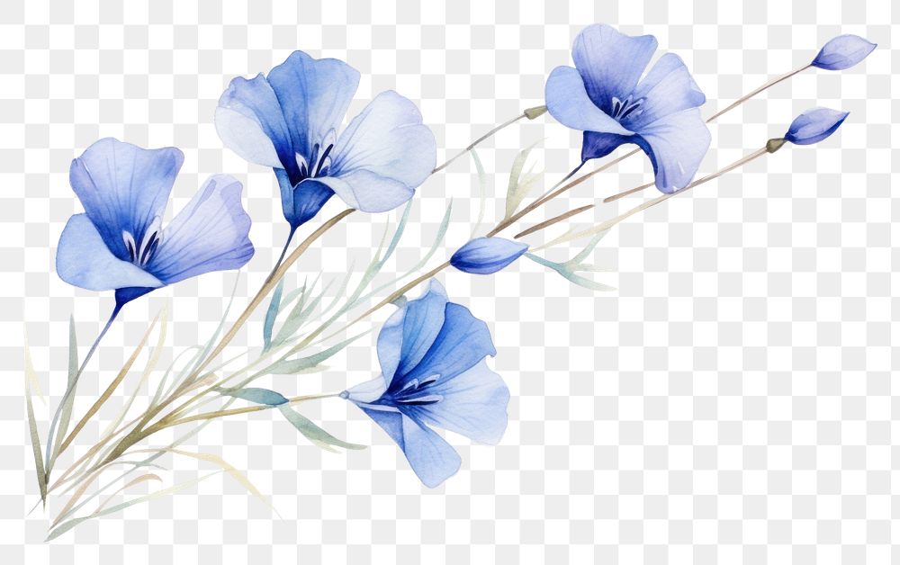 PNG Blue flax flower petal plant. AI generated Image by rawpixel.