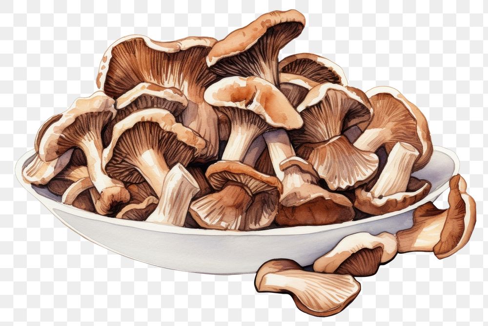 PNG Dried mushrooms vegetable freshness abundance. AI generated Image by rawpixel.