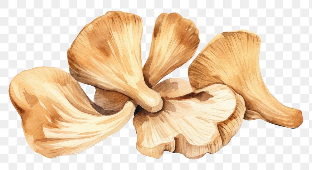 PNG Dried mushrooms white background freshness pattern. AI generated Image by rawpixel.