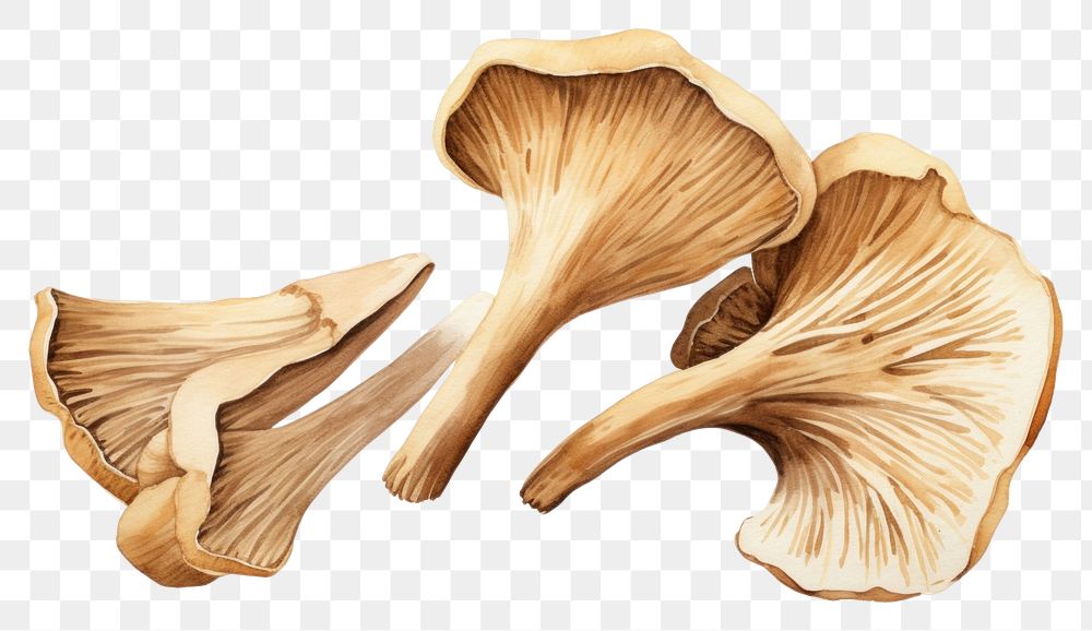 PNG  Dried mushrooms fungus white background matsutake. AI generated Image by rawpixel.