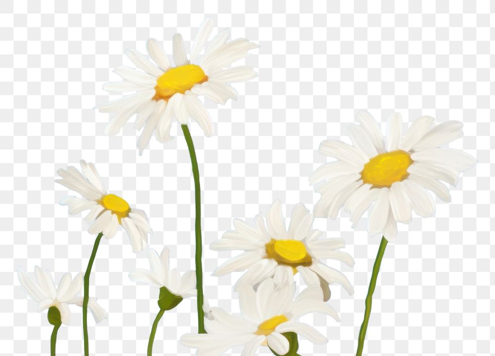PNG  Daisies and bright sky backgrounds outdoors blossom. AI generated Image by rawpixel.