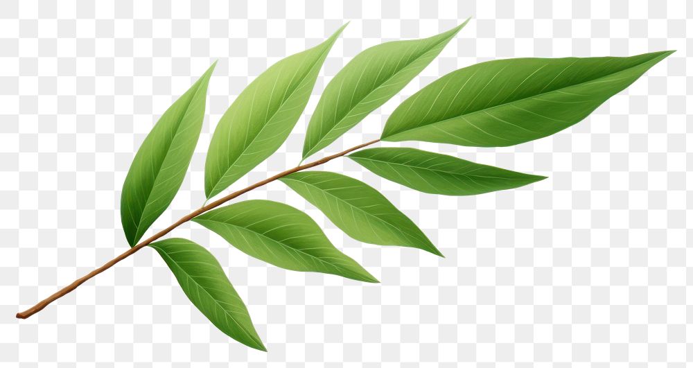 PNG  Leaf plant green herbs. AI generated Image by rawpixel.