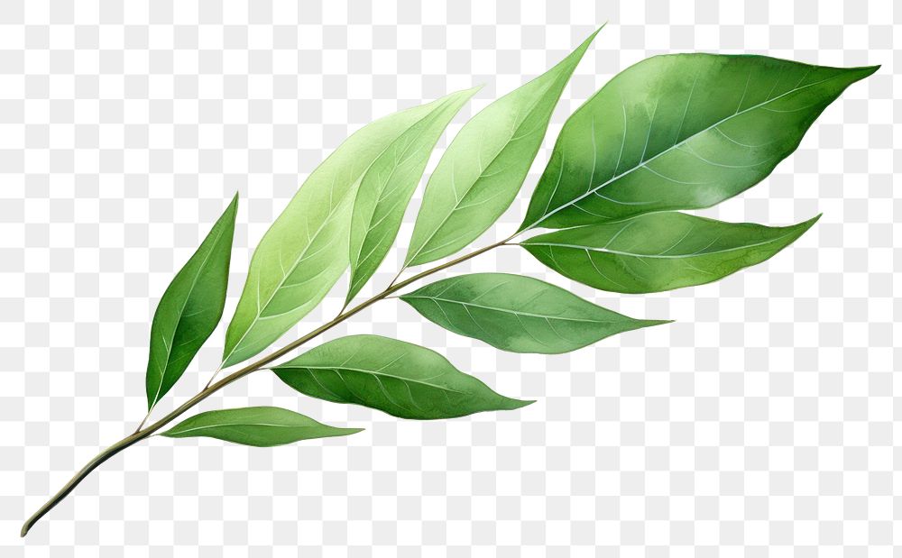 PNG  Leaf plant herbs white background