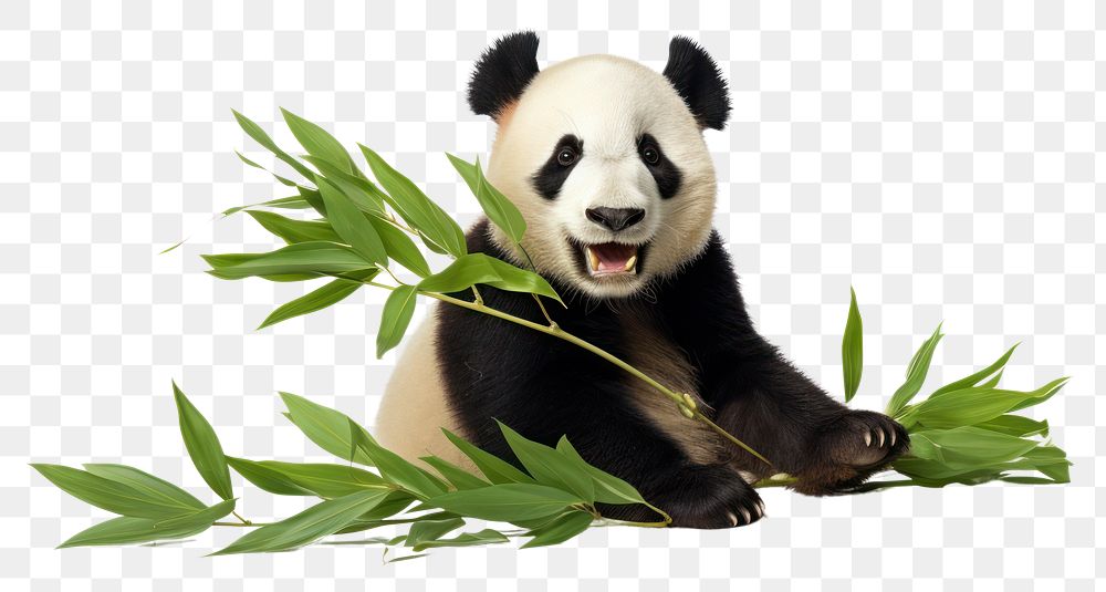 PNG  Happy panda eating leaves wildlife animal mammal.