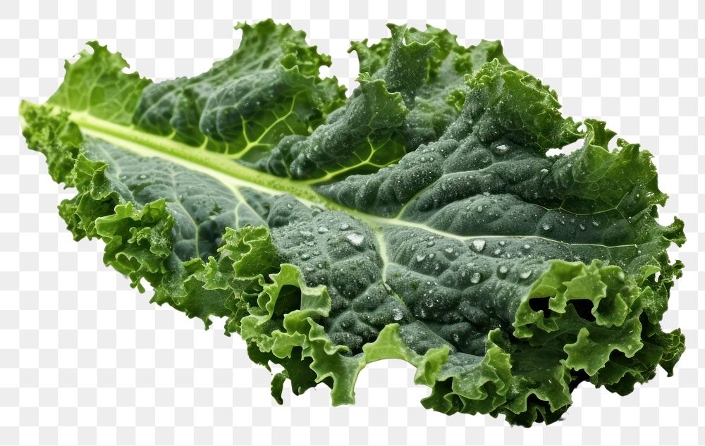 PNG Kale vegetable lettuce plant.