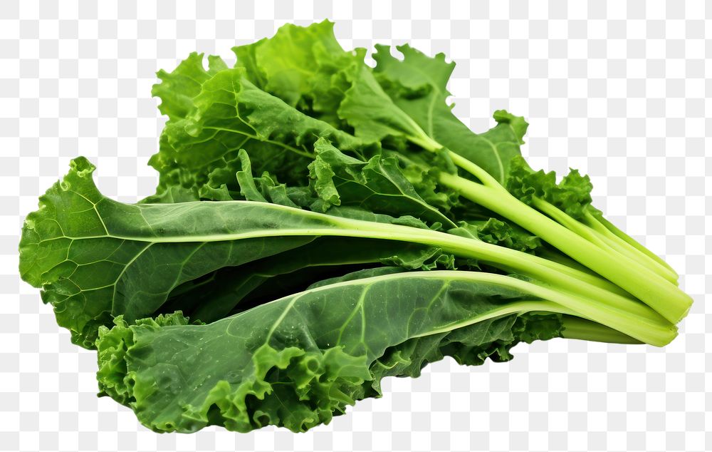 PNG Kale salad vegetable plant food.