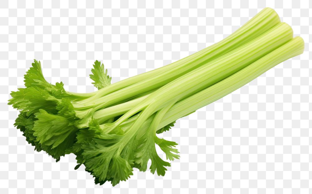 PNG Long celery parsley plant herbs.
