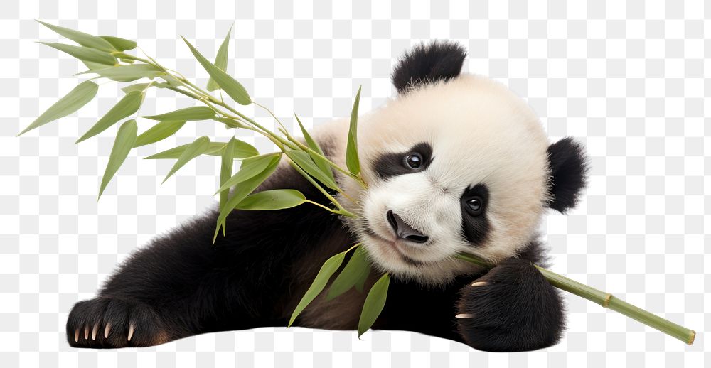 PNG  Panda holding bamboo stick wildlife animal mammal.