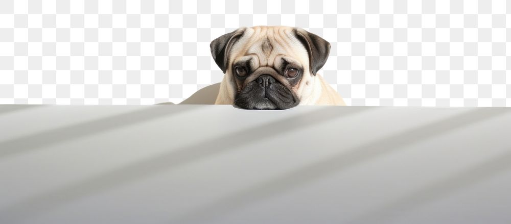 PNG Cute pug animal mammal puppy. 