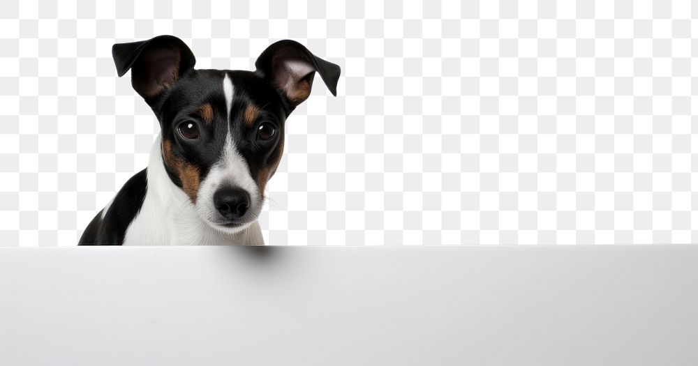 PNG Jack russell mammal animal puppy. AI generated Image by rawpixel.