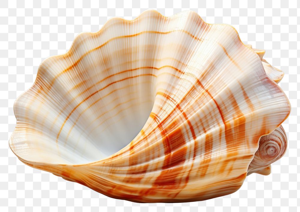 PNG Shell conch shell invertebrate. AI generated Image by rawpixel.