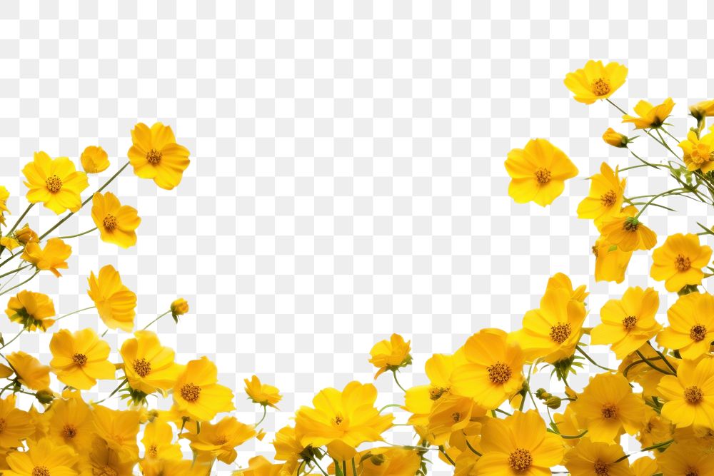 PNG Background of Yellow flower border backgrounds outdoors blossom.