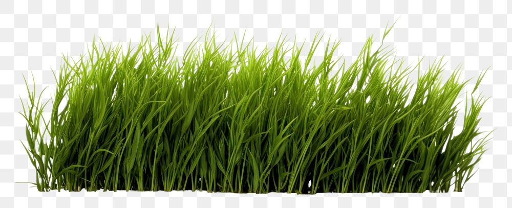 PNG A filed of grass plant lawn agriculture.