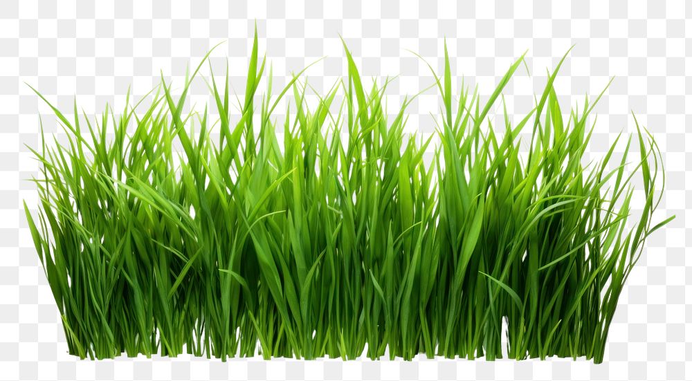 PNG A grass plant green lawn.