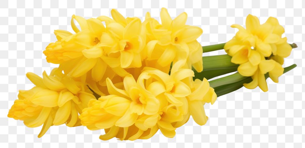 PNG Yellow Dutch hyacinth flowers yellow plant inflorescence.