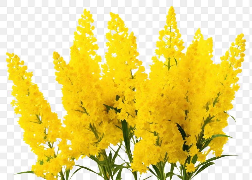 PNG Yellow Goldenrod flowers blossom yellow plant.