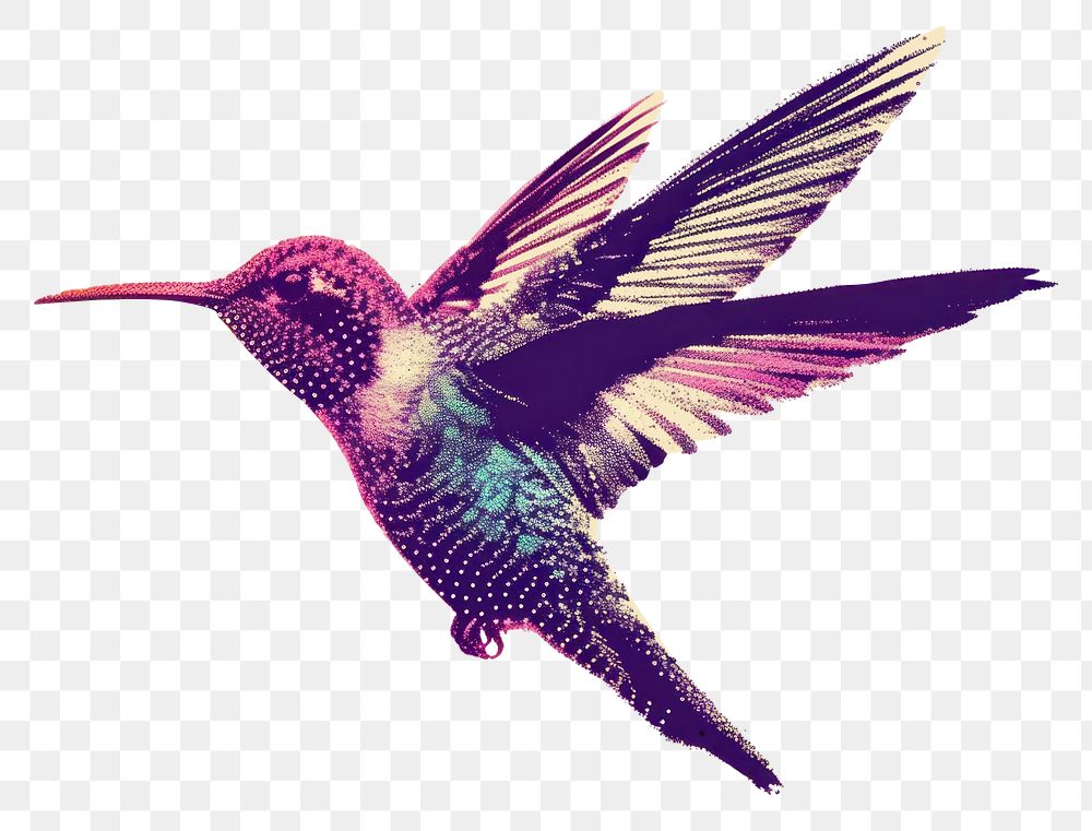 PNG  Bird bird hummingbird animal.
