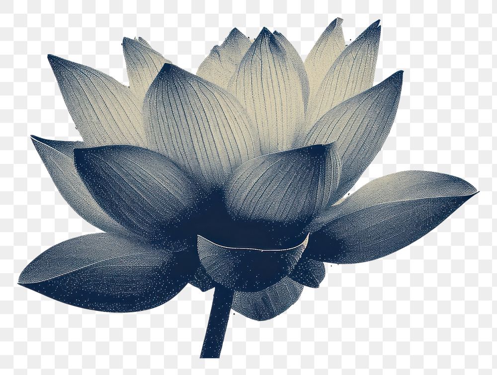 PNG  Lotus flower petal plant.
