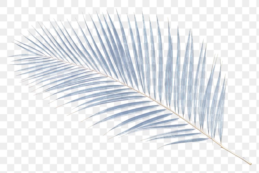 PNG  Palm leaves outdoors pattern nature.
