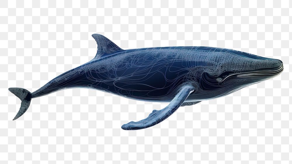 PNG  A whale animal mammal shark.