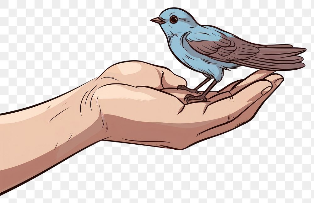 PNG Human hand holding Bird bird cartoon animal.