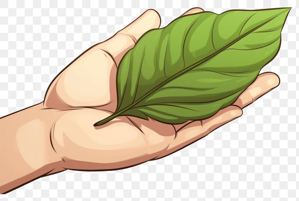 PNG Human hand holding Leaf leaf plant annonaceae.