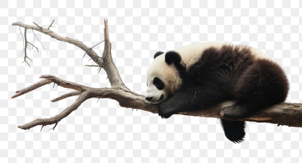 PNG Panda bear wildlife animal. | Free PNG - rawpixel