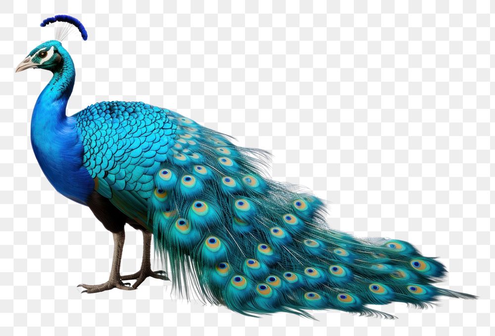 PNG Peacock animal bird wildlife. AI generated Image by rawpixel.