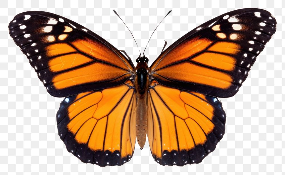 PNG Butterfly animal insect white background. 