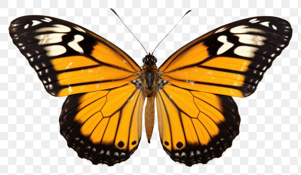 PNG Butterflies butterfly animal insect. AI generated Image by rawpixel.