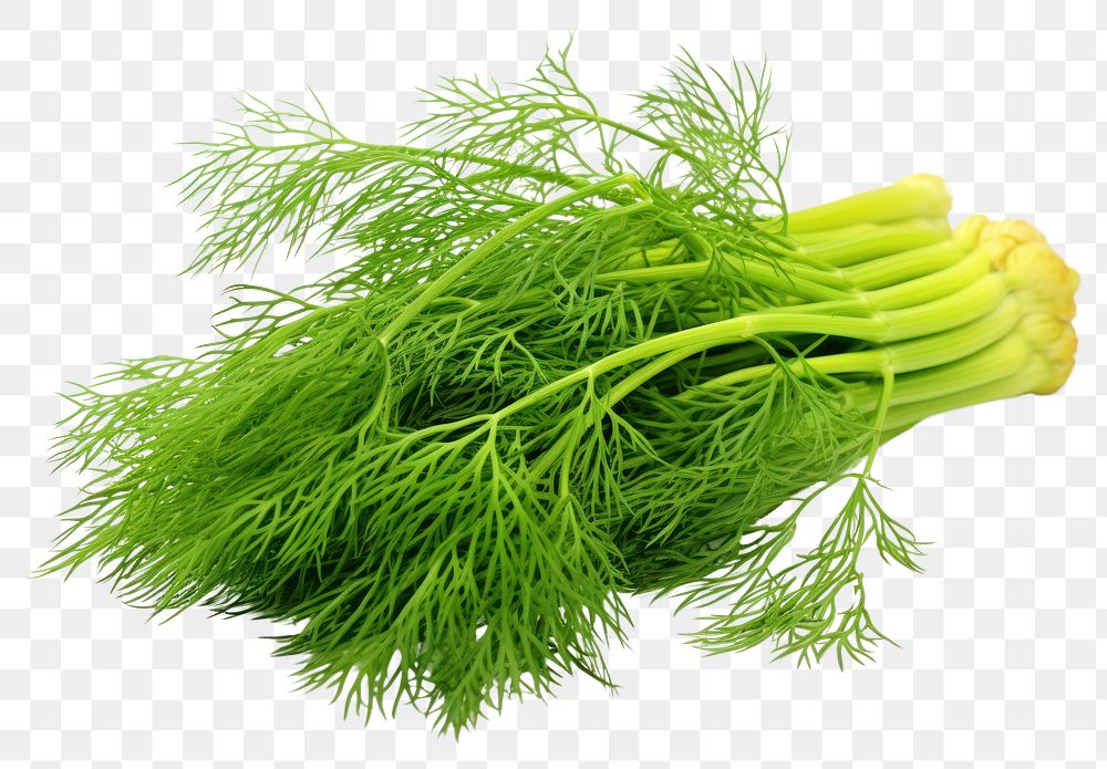 PNG  Dill plant food white background.