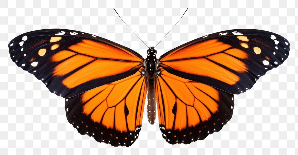 PNG Flying plain tiger butterflies butterfly animal insect. AI generated Image by rawpixel.