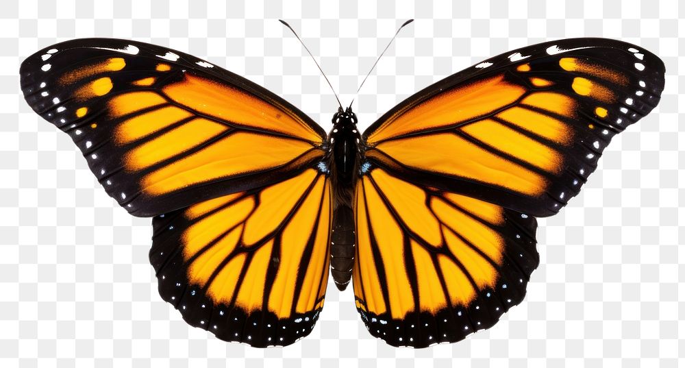 PNG Flyinh butterflies butterfly animal insect. 